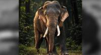 කාවන්තිස්සගේ මරණයට හේතූ සෙවීමට,විශේෂඥ කණ්ඩායමක්.